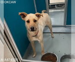 Small German Shepherd Dog