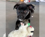Small #9 Border Terrier-Labrador Retriever Mix