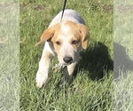 Small #2 Great Pyrenees Mix