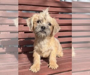 Shiffon Puppy for sale in SAFFORD, AZ, USA