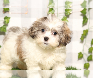 Zuchon Puppy for sale in MARIETTA, GA, USA