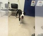 Small American Pit Bull Terrier-Border Collie Mix