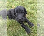 Small Photo #34 Goldendoodle Puppy For Sale in HOWARD CITY, MI, USA