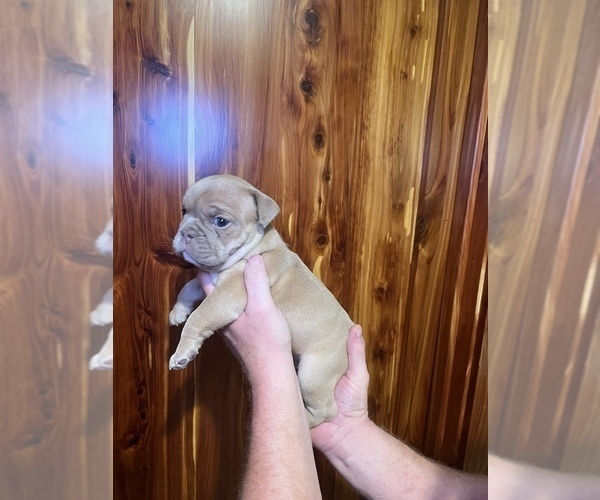 Medium Photo #5 Bulldog Puppy For Sale in GREERS FERRY, AR, USA