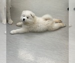 Small Photo #7 Samoyed Puppy For Sale in WASILLA, AK, USA
