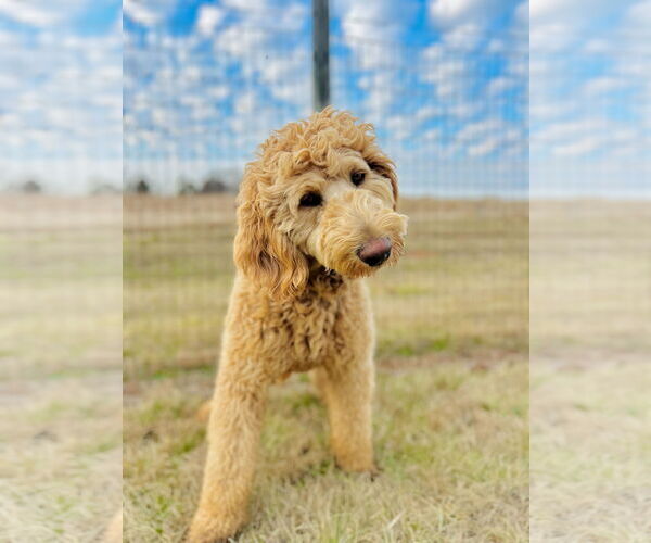 Medium Photo #7 Labradoodle Puppy For Sale in Pacolet, SC, USA