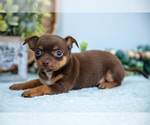 Puppy Percy Chihuahua