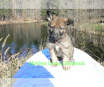 Small #5 German Shepherd Dog