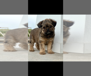 Brussels Griffon Puppy for sale in NILES, MI, USA