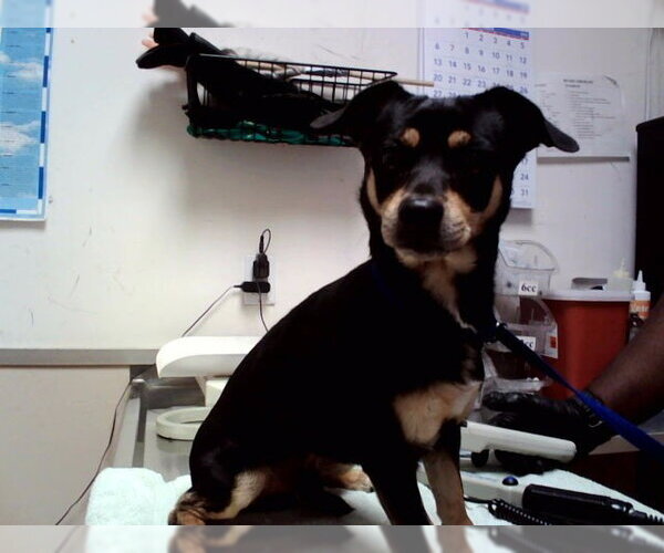 Medium Photo #1 Mutt Puppy For Sale in Martinez, CA, USA
