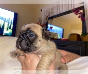 French Bulldog Puppy for sale in TAMPA, FL, USA