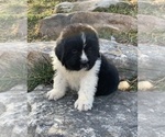 Puppy 5 Newfoundland