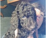 Puppy Lilly Labradoodle