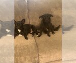 Small #4 Chihuahua Mix