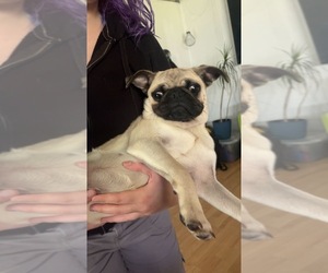 Pug Puppy for sale in UTICA, MI, USA