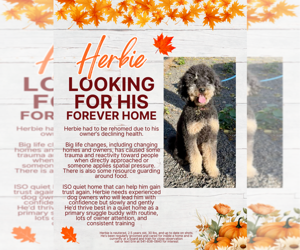 Medium Photo #1 Bernedoodle Puppy For Sale in MADRAS, OR, USA