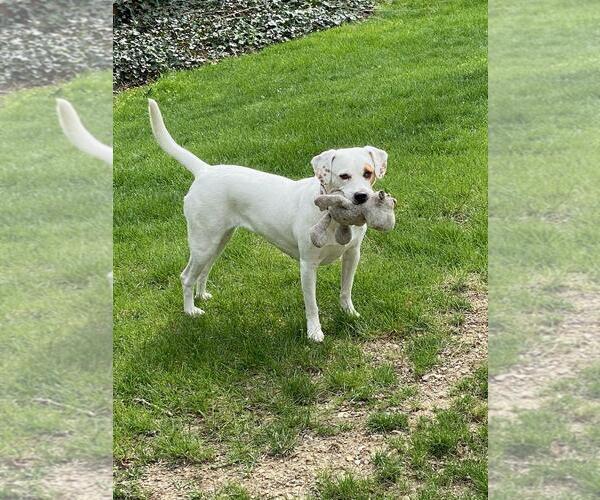 Medium Photo #3  Puppy For Sale in , 