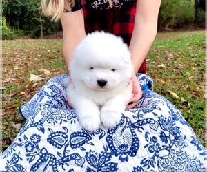 Samoyed Puppy for sale in STANFIELD, NC, USA