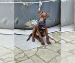 Small #12 Labrador Retriever Mix