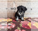 Small #22 Schnauzer (Miniature)
