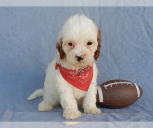 Cavapoo Puppy for sale in MILLERSBURG, OH, USA