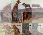 Small Doberman Pinscher