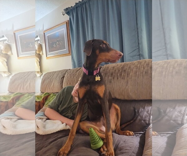 Medium Photo #5 Doberman Pinscher Puppy For Sale in Minneaoplis, MN, USA