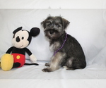 Small #2 Schnauzer (Miniature)