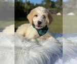 Small Photo #12 Goldendoodle Puppy For Sale in FROSTPROOF, FL, USA