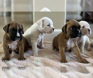 Boxer Puppy for sale in OLATHE, CO, USA