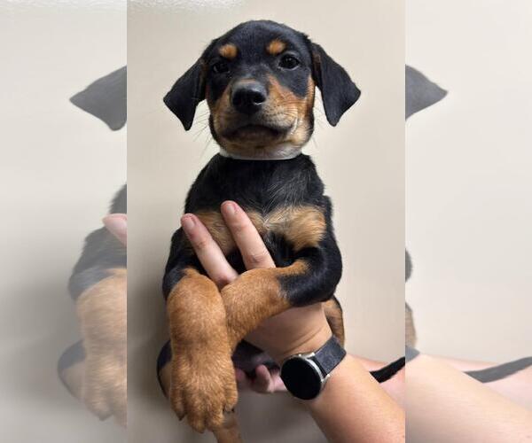 Medium Photo #1 Labrottie Puppy For Sale in Rockwall, TX, USA
