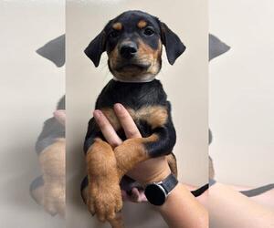 Labrottie Dogs for adoption in Rockwall, TX, USA