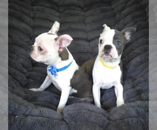 Medium Photo #5 Boston Terrier Puppy For Sale in MINERAL WELLS, WV, USA