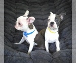 Small #4 Boston Terrier