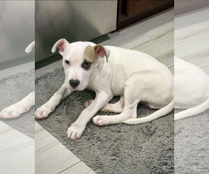 American Staffordshire Terrier-Boxer Mix Dogs for adoption in Dumont, NJ, USA