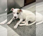 Small American Staffordshire Terrier-Boxer Mix