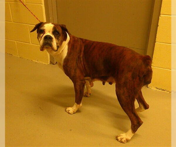 Medium Photo #1 Boxer-Unknown Mix Puppy For Sale in Sanford, FL, USA