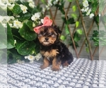 Small #6 Morkie