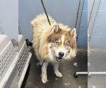 Small Siberian Husky
