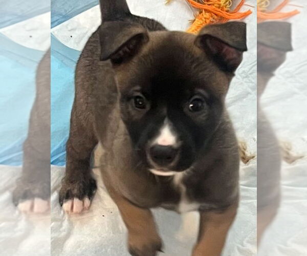 Medium Photo #3 German Shepherd Dog-Unknown Mix Puppy For Sale in Dana Point, CA, USA