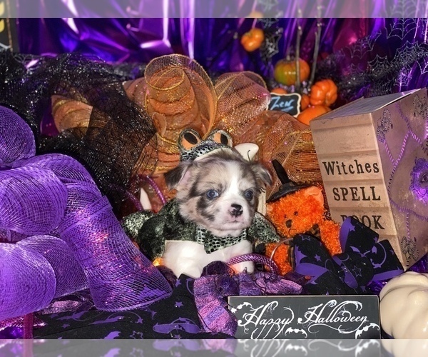 Medium Photo #22 Bullhuahua-Chihuahua Mix Puppy For Sale in RAWSONVILLE, MI, USA