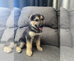 Small #5 German Shepherd Dog