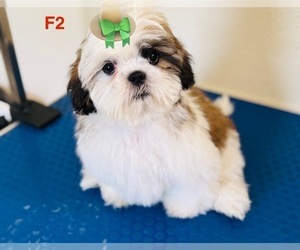 Shih Tzu Puppy for Sale in ORLANDO, Florida USA
