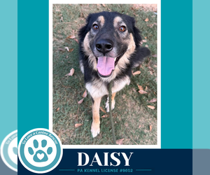 Daisy (Mom to the Triple D's) 101726 - Female German Shepherd Dog-Unknown Mix Dog for Adoption - Photo #4