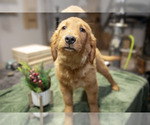 Puppy Tiana Golden Retriever