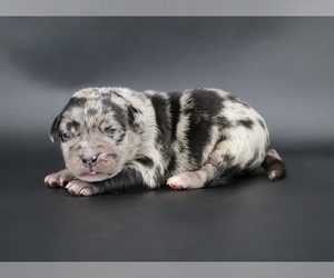 American Bully Puppy for sale in CHAMPAIGN, IL, USA