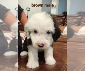 Old English Sheepdog Puppy for Sale in BURLESON, Texas USA