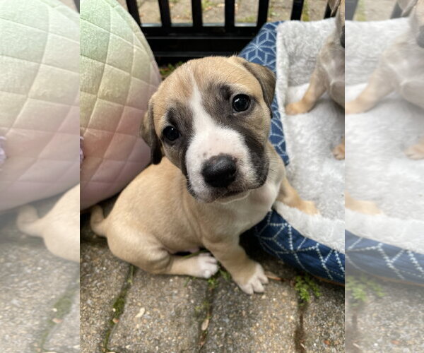 Medium Photo #11 Mutt Puppy For Sale in Derwood, MD, USA