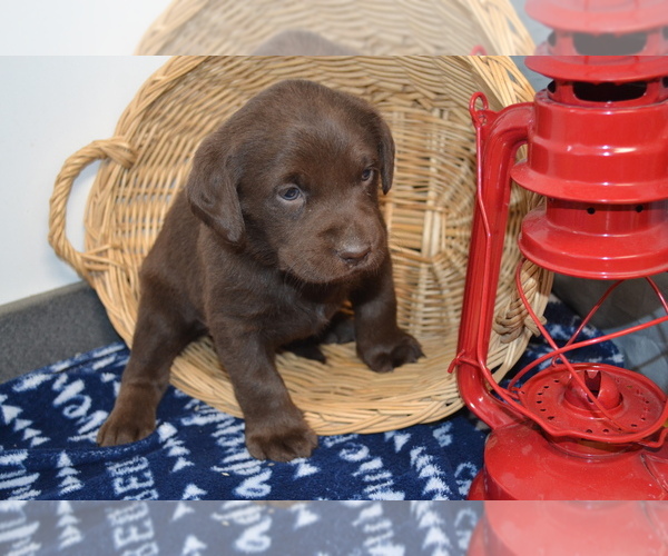 Medium Photo #12 Labrador Retriever Puppy For Sale in GREENWOOD, WI, USA