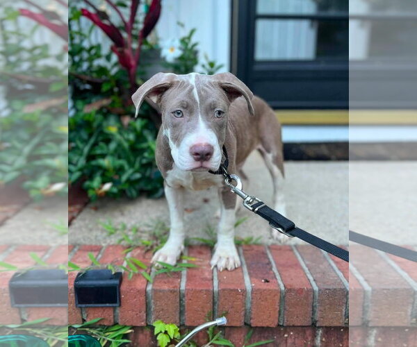 Medium Photo #1 Mutt Puppy For Sale in Spotsylvania, VA, USA